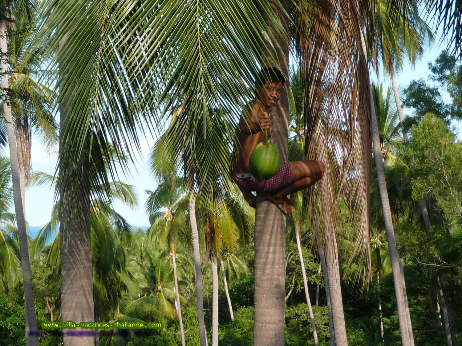 Coconut trees at the foot of the residence villas will give you a real show of postcards but in reality soothing, the coconut is an important resource of the island, it is good to eat and drink coconut